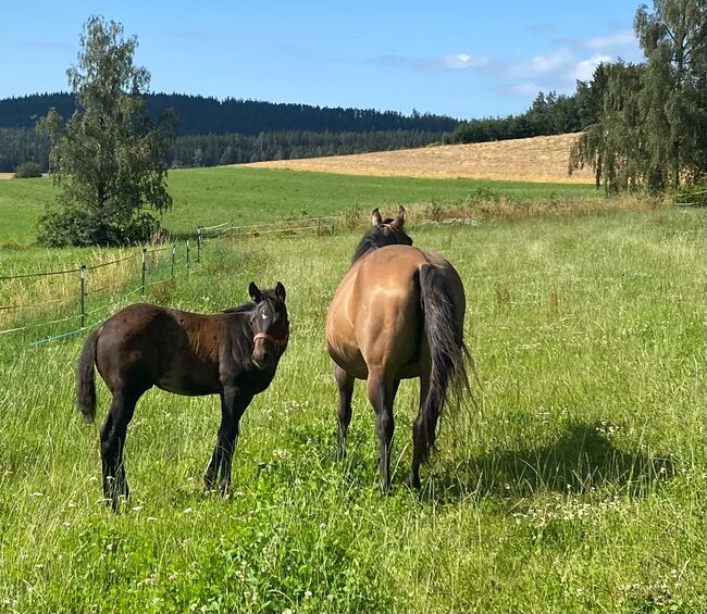 Bildhübscher, dunkelbrauner Quarter Horse Hengst, Kerstin Rehbehn (Pferdemarketing Ost), Horses For Sale, Nienburg, Image 4