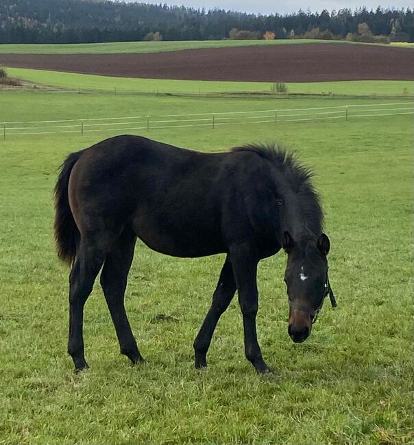 Bildhübscher, dunkelbrauner Quarter Horse Hengst, Kerstin Rehbehn (Pferdemarketing Ost), Horses For Sale, Nienburg, Image 6