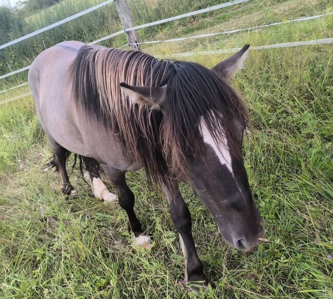 Wunderschöner dunkler Mausfalbe, Tina, Horses For Sale, Calden