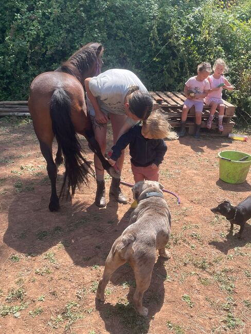 Beautiful Dartmoor mare, Nadine , Horses For Sale, Exeter, Image 3