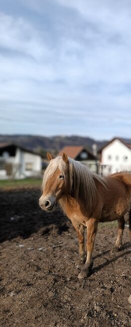 Wunderschöne gelehrige Haflingerstute, Melanie, Horses For Sale, Klagenfurt