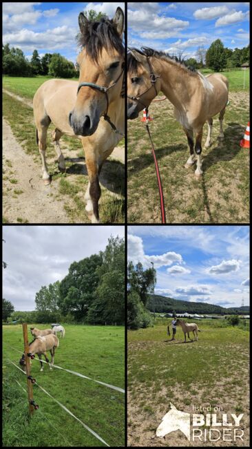 Wunderschöner Falbschecke Skati, Marie von Berlepsch, Horses For Sale, Hofgeismar, Image 6