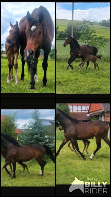 Bildschönes Duo, Anna, Horses For Sale, Homberg Efze , Image 6