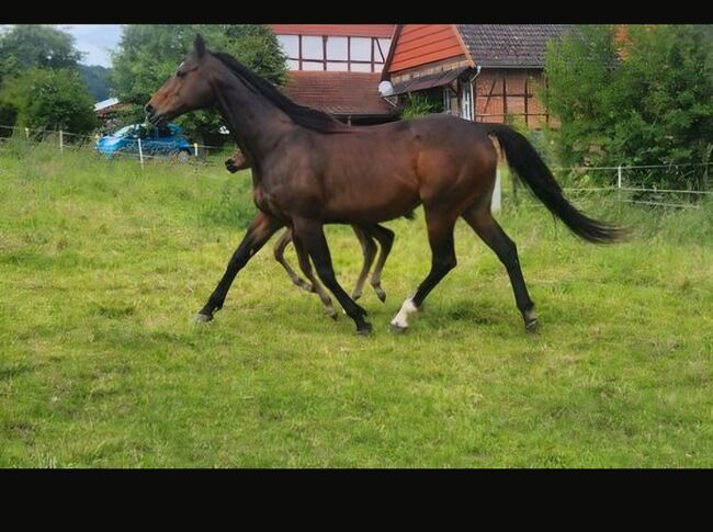 Bildschönes Duo, Anna, Horses For Sale, Homberg Efze , Image 5