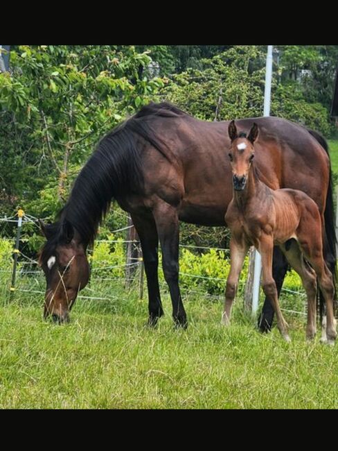 Bildschönes Duo, Anna, Horses For Sale, Homberg Efze , Image 2