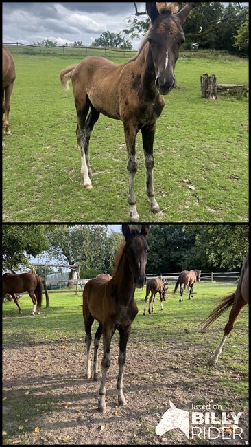 Wunderschönes Stutfohlen abzugeben, Annika , Horses For Sale, Bochum, Image 3