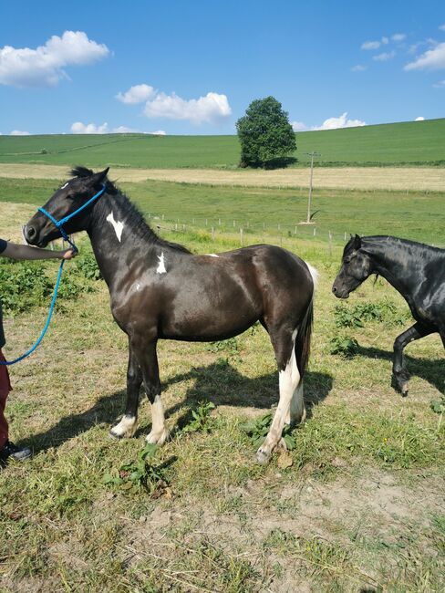 Schönes Stutfohlen, Annicka , Horses For Sale, Burg-Reuland , Image 2