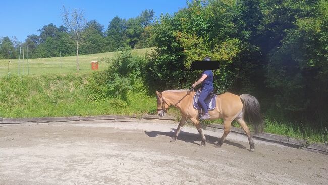 Schöner Fjord-Wallach, Andrea, Horses For Sale, Langenstein, Image 5