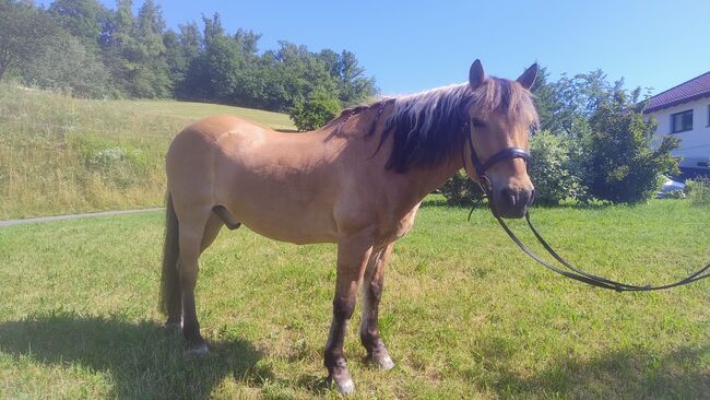 Schöner Fjord-Wallach, Andrea, Horses For Sale, Langenstein, Image 8