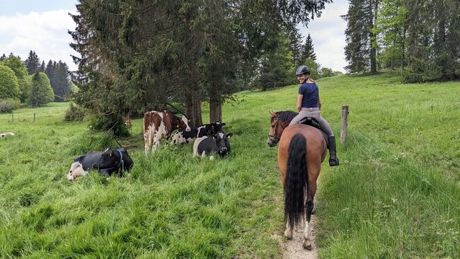 Schöner Freiberger Wallach mit Springpotenzial, Manuela Bärtschi, Horses For Sale, Hasle bei Burgdorf, Image 3