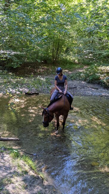 Schöner Freiberger Wallach mit Springpotenzial, Manuela Bärtschi, Horses For Sale, Hasle bei Burgdorf, Image 5