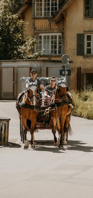 Schöner Freiberger Wallach mit Springpotenzial, Manuela Bärtschi, Horses For Sale, Hasle bei Burgdorf, Image 6