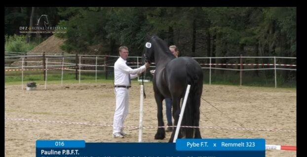 Wunderschöne Friesenstute zu verkaufen, Maike, Horses For Sale, Heinsberg , Image 5