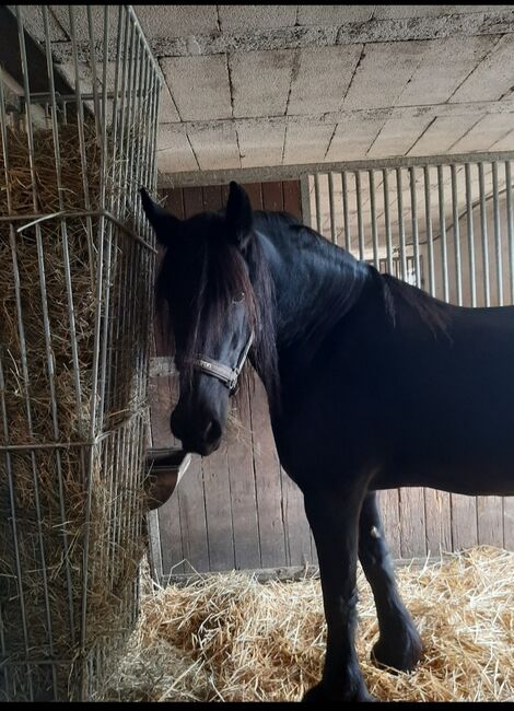 Wunderschöne Friesenstute zu verkaufen, Maike, Horses For Sale, Heinsberg , Image 8