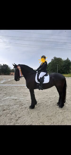 Wunderschöne Friesenstute zu verkaufen, Maike, Horses For Sale, Heinsberg , Image 9