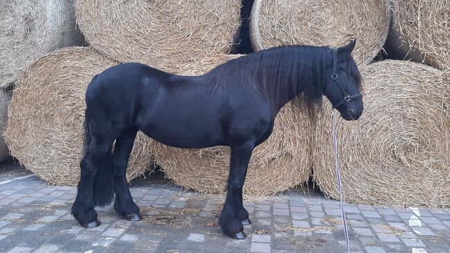 Wunderschöne Friesenstute zu verkaufen, Maike, Horses For Sale, Heinsberg , Image 10