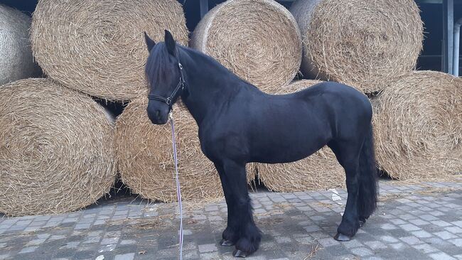 Wunderschöne Friesenstute zu verkaufen, Maike, Horses For Sale, Heinsberg , Image 11