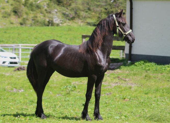 Wunderschöne Friesenstute, Michael Gruber, Horses For Sale, Aschau im Zillertal, Image 5