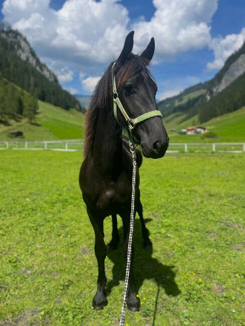 Wunderschöne Friesenstute, Michael Gruber, Horses For Sale, Aschau im Zillertal, Image 2