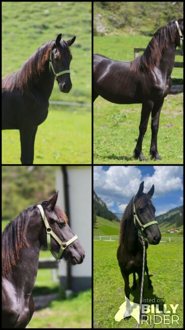 Wunderschöne Friesenstute, Michael Gruber, Horses For Sale, Aschau im Zillertal, Image 7