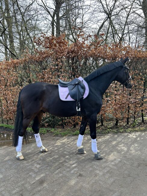 Wunderschöner Wallach zu verkaufen!, Janet Ratz, Horses For Sale, Wedemark