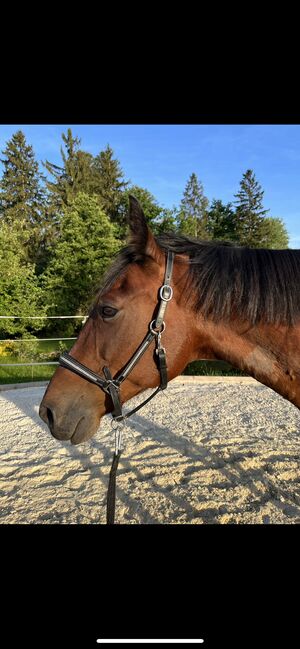 Wunderschöner Wallach, Christina, Horses For Sale, Waldkirchen am Wesen, Image 4