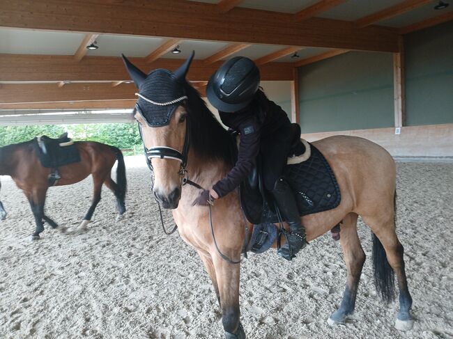 Wunderschöner Wallach, rebekka gros, Horses For Sale, hattenheim, Image 4