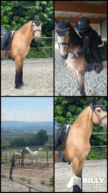 Wunderschöner Wallach, rebekka gros, Horses For Sale, hattenheim, Image 6