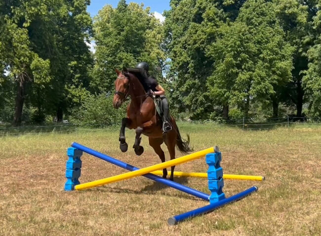 ✨Hübscher Wallach sucht sein Möhrchengeber ✨, Juliane, Horses For Sale, Schwielowsee , Image 10