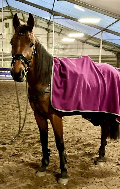 ✨Hübscher Wallach sucht sein Möhrchengeber ✨, Juliane, Horses For Sale, Schwielowsee , Image 12