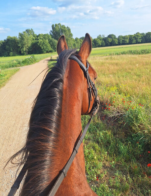 ✨Hübscher Wallach sucht sein Möhrchengeber ✨, Juliane, Horses For Sale, Schwielowsee , Image 15