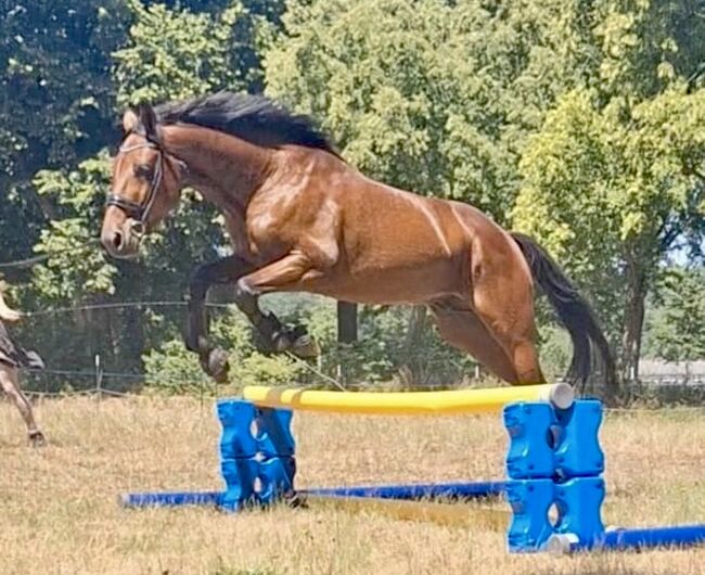 ✨Hübscher Wallach sucht sein Möhrchengeber ✨, Juliane, Horses For Sale, Schwielowsee , Image 16