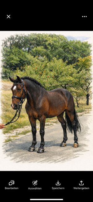 Wunderschöner Wallach mit einem Herz aus Gold, Lara Kovacsevics, Horses For Sale, Hörsching