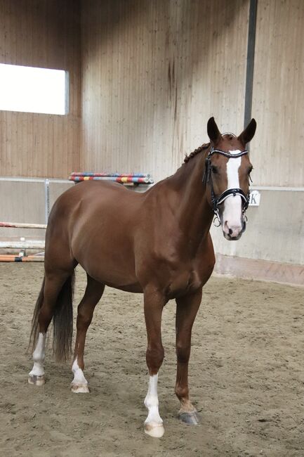 Schöner Wallach mit ausgezeichneten Grundgangarten, Svenya Dänzer, Horses For Sale, Hedingen, Image 5