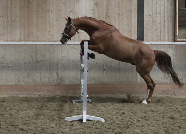 Schöner Wallach mit ausgezeichneten Grundgangarten, Svenya Dänzer, Horses For Sale, Hedingen, Image 6