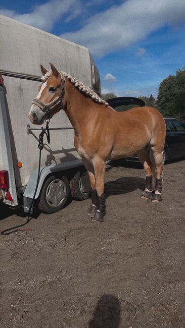 Schöner Wallach mit gutem Vorwärtsgang & vielseitiger Ausbildung, Jana-Melina Wagner, Horses For Sale, Michaelbeuern 