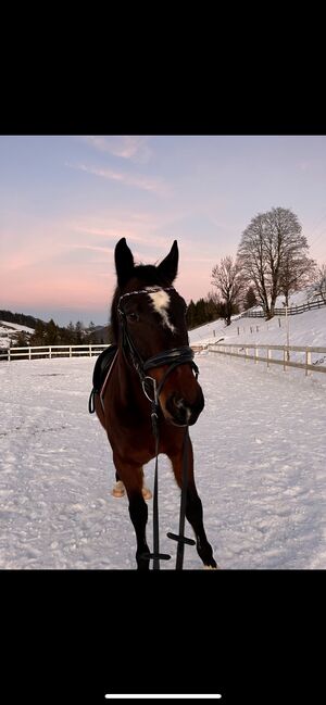 Schöner Wallach mit Potential zu verkaufen, Valentina, Horses For Sale, Sankt Martin am Tennengebirge, Image 4