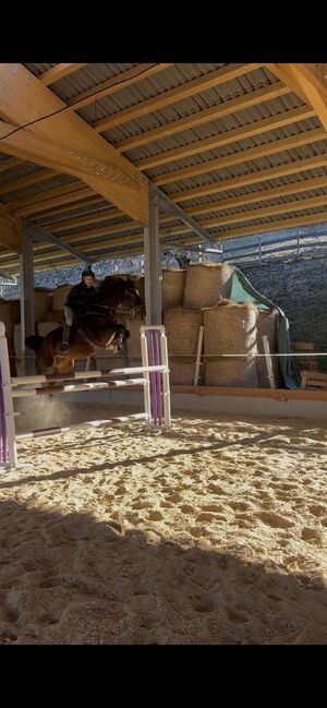 Schöner Wallach mit Potential zu verkaufen, Valentina, Horses For Sale, Sankt Martin am Tennengebirge, Image 2