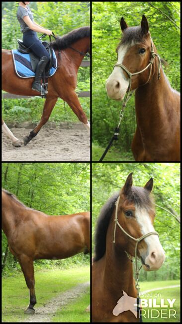 wunderschöner Wallach mit Potenzial, Anja Windlin, Horses For Sale, Kerns, Image 9