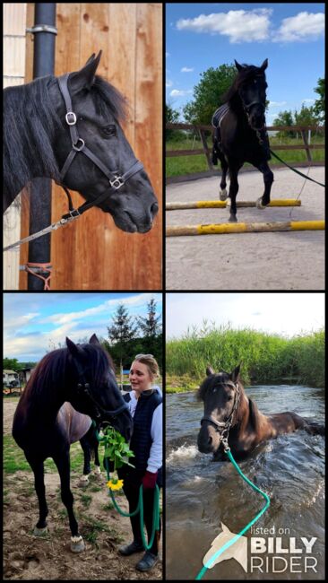 Schöner Wallach mit Potenzial, Fabienne , Horses For Sale, Steffisburg, Image 6