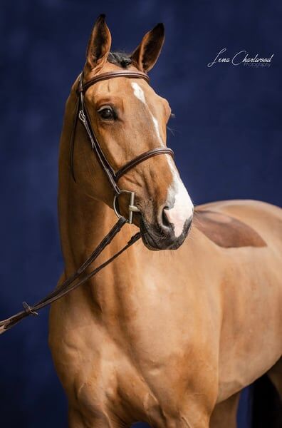 Bildschöner Wallach mit top Charakter, Vanessa , Horses For Sale, Neerach