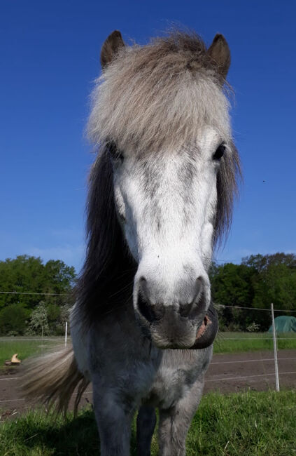 Wunderschöne, gutmütige Islandstute, Marie, Horses For Sale, Edemissen