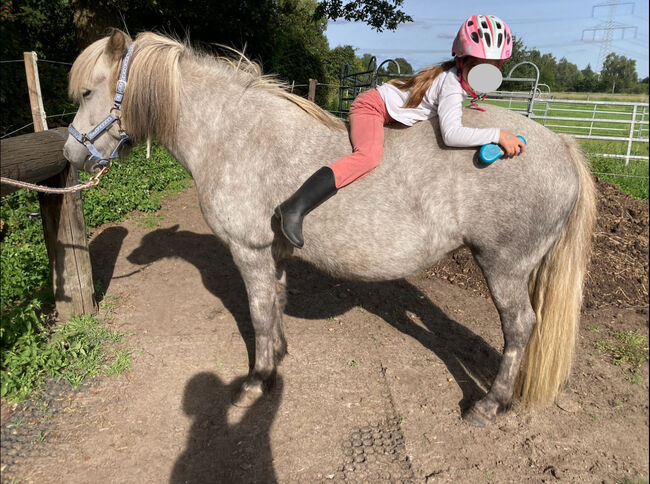 Wunderschöne, gutmütige Islandstute, Marie, Horses For Sale, Edemissen, Image 5