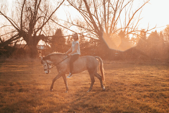 Schöne Apfelschimmel Stute, Alice Kirsch, Horses For Sale, Staßfurt , Image 11