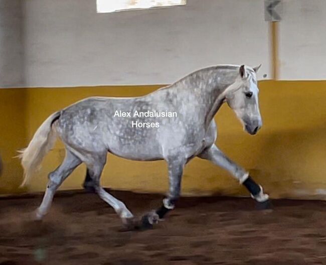 Beautiful gray horse / PRE, Alex , Konie na sprzedaż, berlin