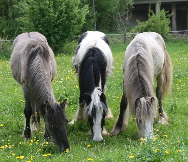 Wunderschöne Grulla Mouse Dun, Tina, Horses For Sale, Calden, Image 2