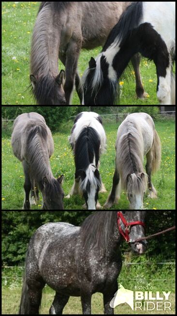 Wunderschöne Grulla Mouse Dun, Tina, Horses For Sale, Calden, Image 4