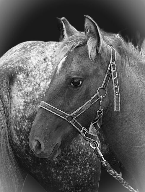 Wunderschöne Grulla Mouse Dun, Tina, Horses For Sale, Calden, Image 2