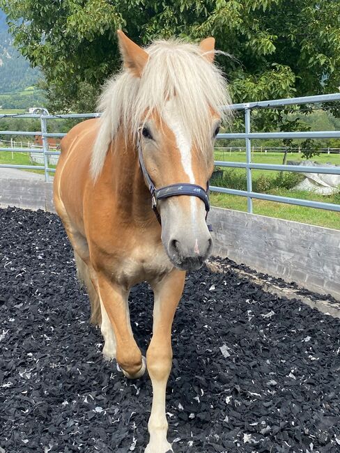 Wunderschöner Haflinger Wallach sucht neues Zuhause, Elena Gosswiler, Horses For Sale, Thusis, Image 2