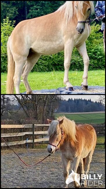 Schöne Haflingerstute, fast dreijährig mit viel Potential, Liane Götzke, Horses For Sale, Biberach an der Riß, Image 3